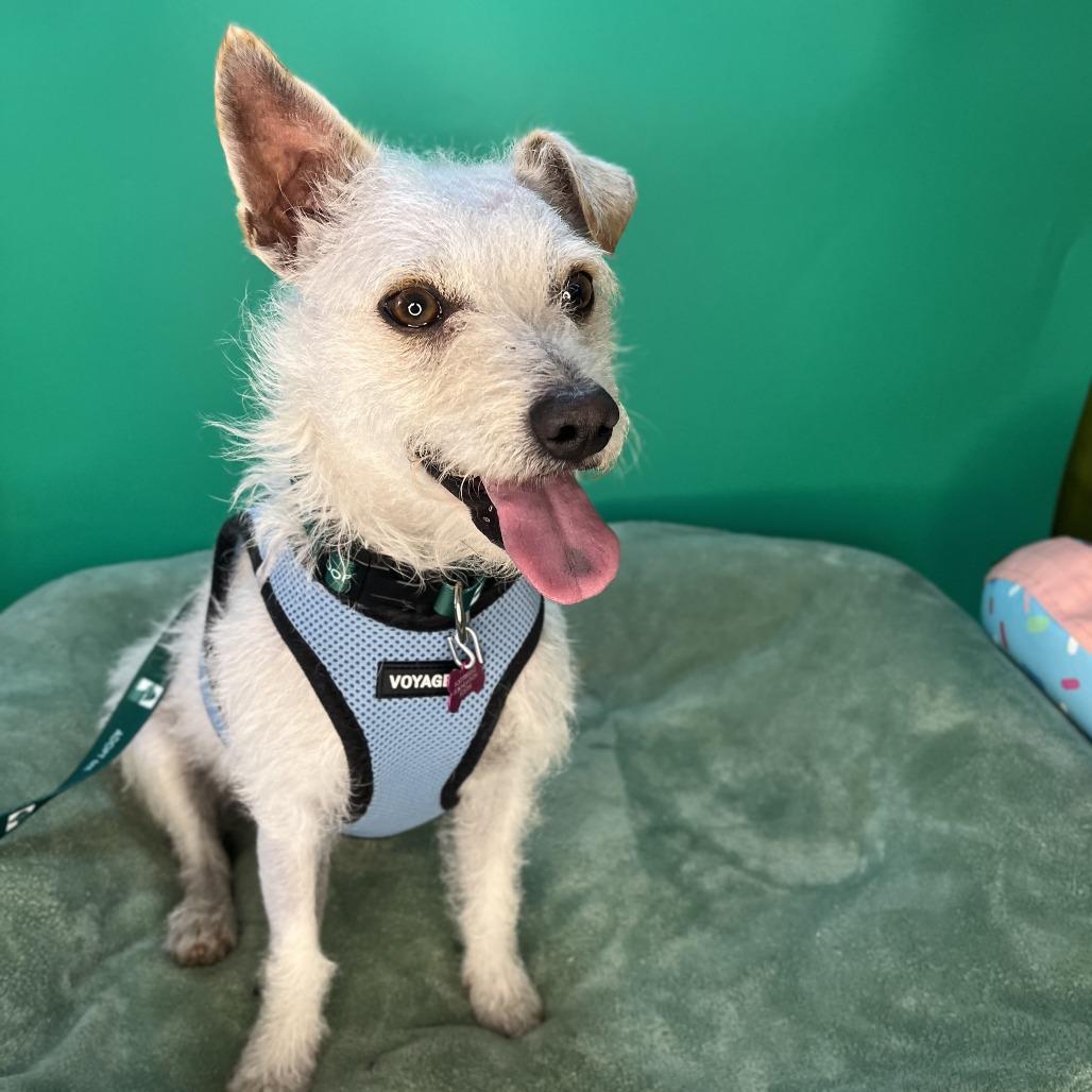 Enlarge Blake, a Adoptable mixed breed in San Antonio, TX image 4/6