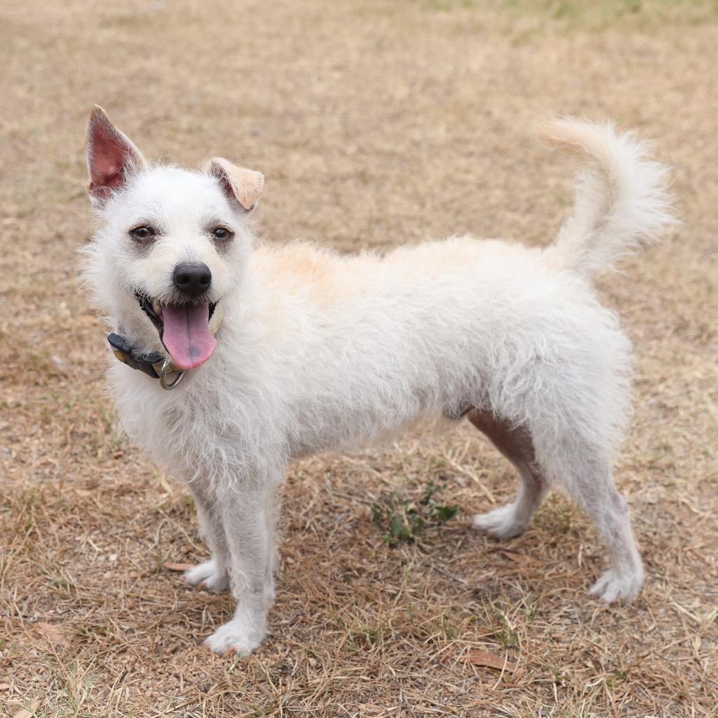 Enlarge Blake, a Adoptable mixed breed in San Antonio, TX image 5/6