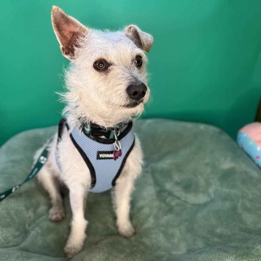 Enlarge Blake, a Adoptable mixed breed in San Antonio, TX image 5/6