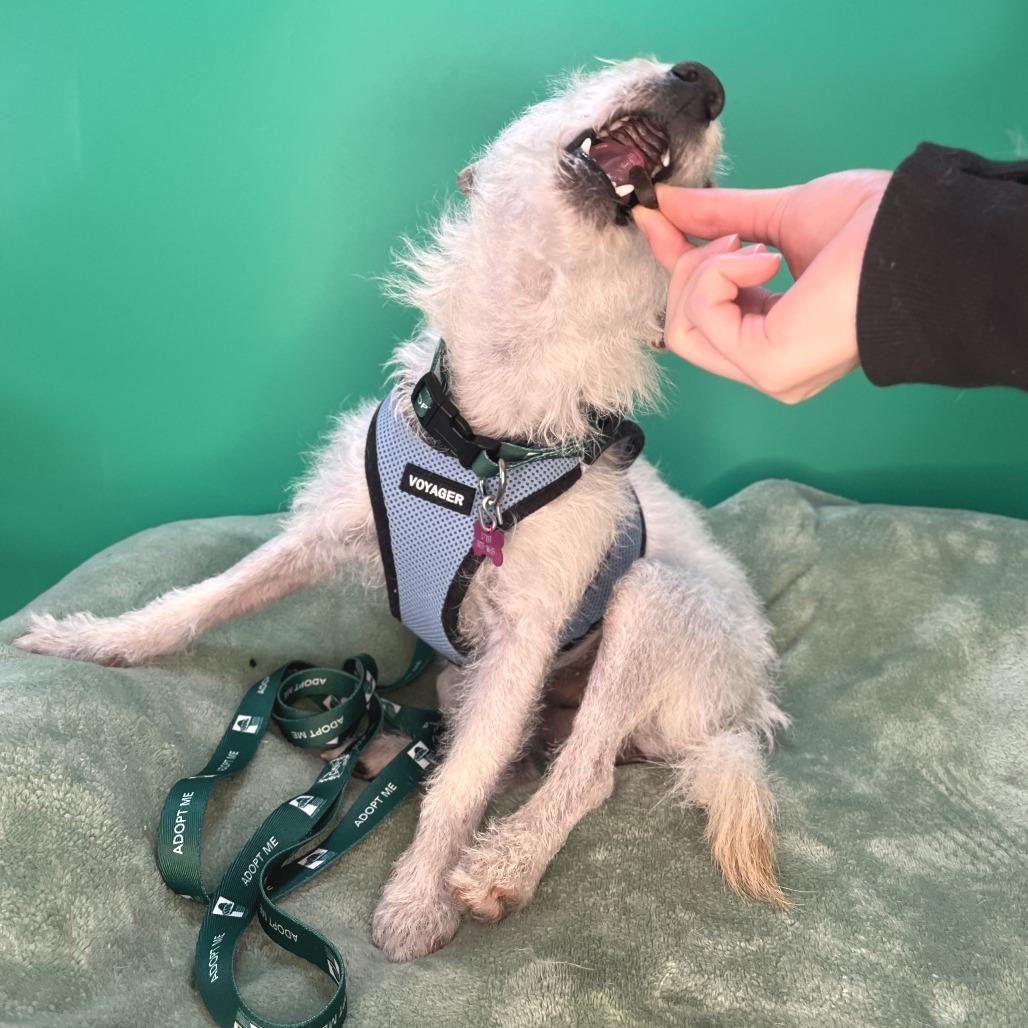 Enlarge Blake, a Adoptable mixed breed in San Antonio, TX image 5/6