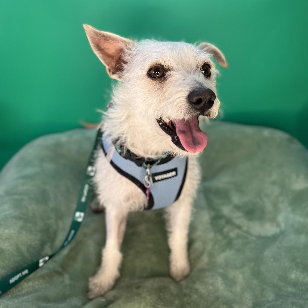 Enlarge Blake, a Adoptable mixed breed in San Antonio, TX image 6/6