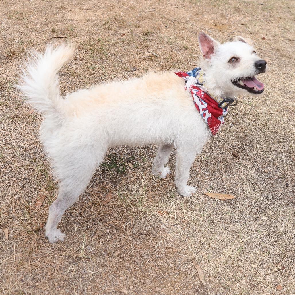 Enlarge Blake, a Adoptable mixed breed in San Antonio, TX image 6/6