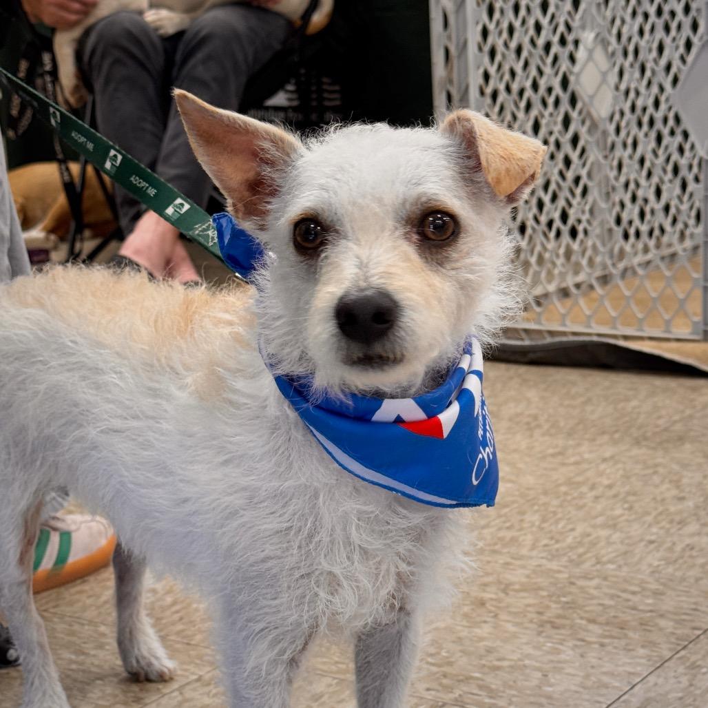 Enlarge Blake, a Adoptable mixed breed in San Antonio, TX image 6/6