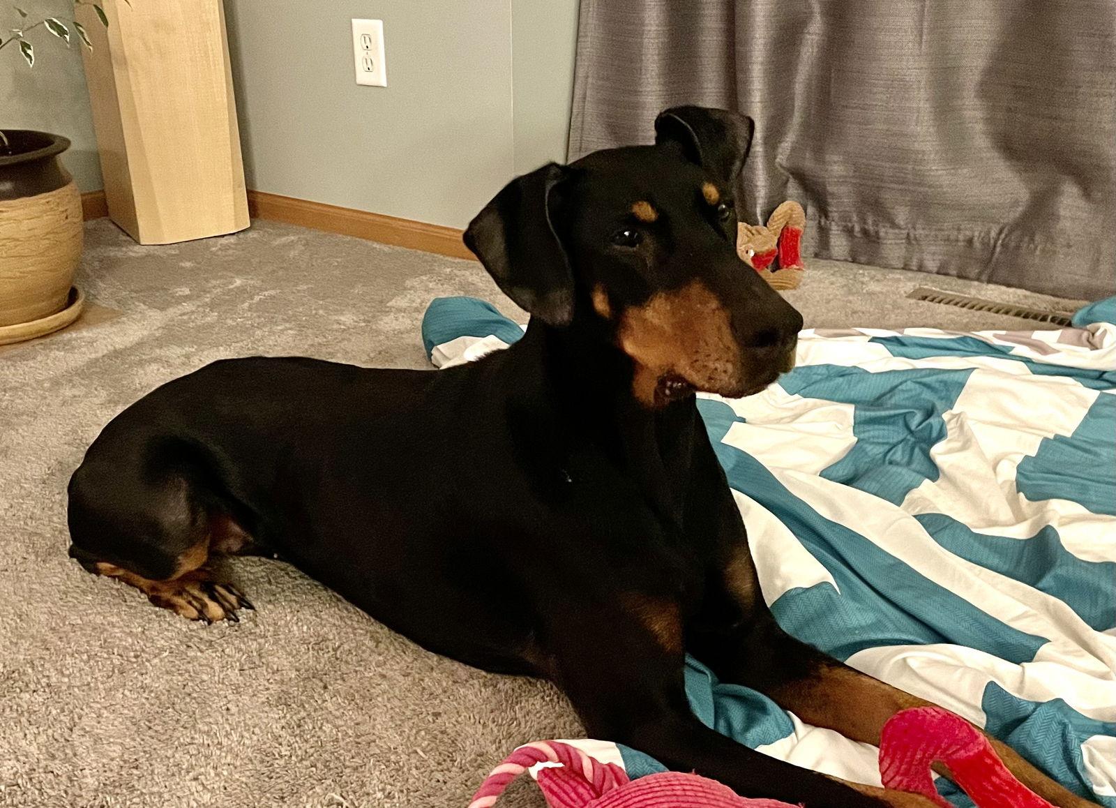 Enlarge Misty, a Adoptable Doberman Pinscher in Minneapolis, MN image 1/3
