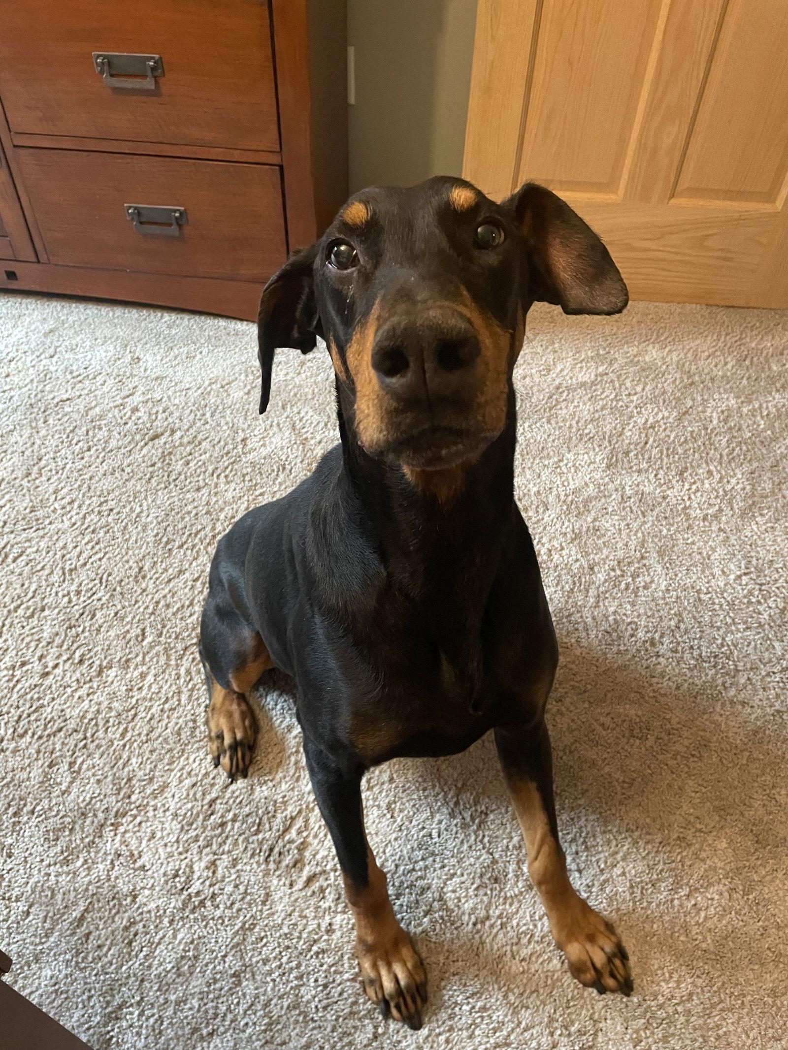 Enlarge Misty, a Adoptable Doberman Pinscher in Minneapolis, MN image 2/3