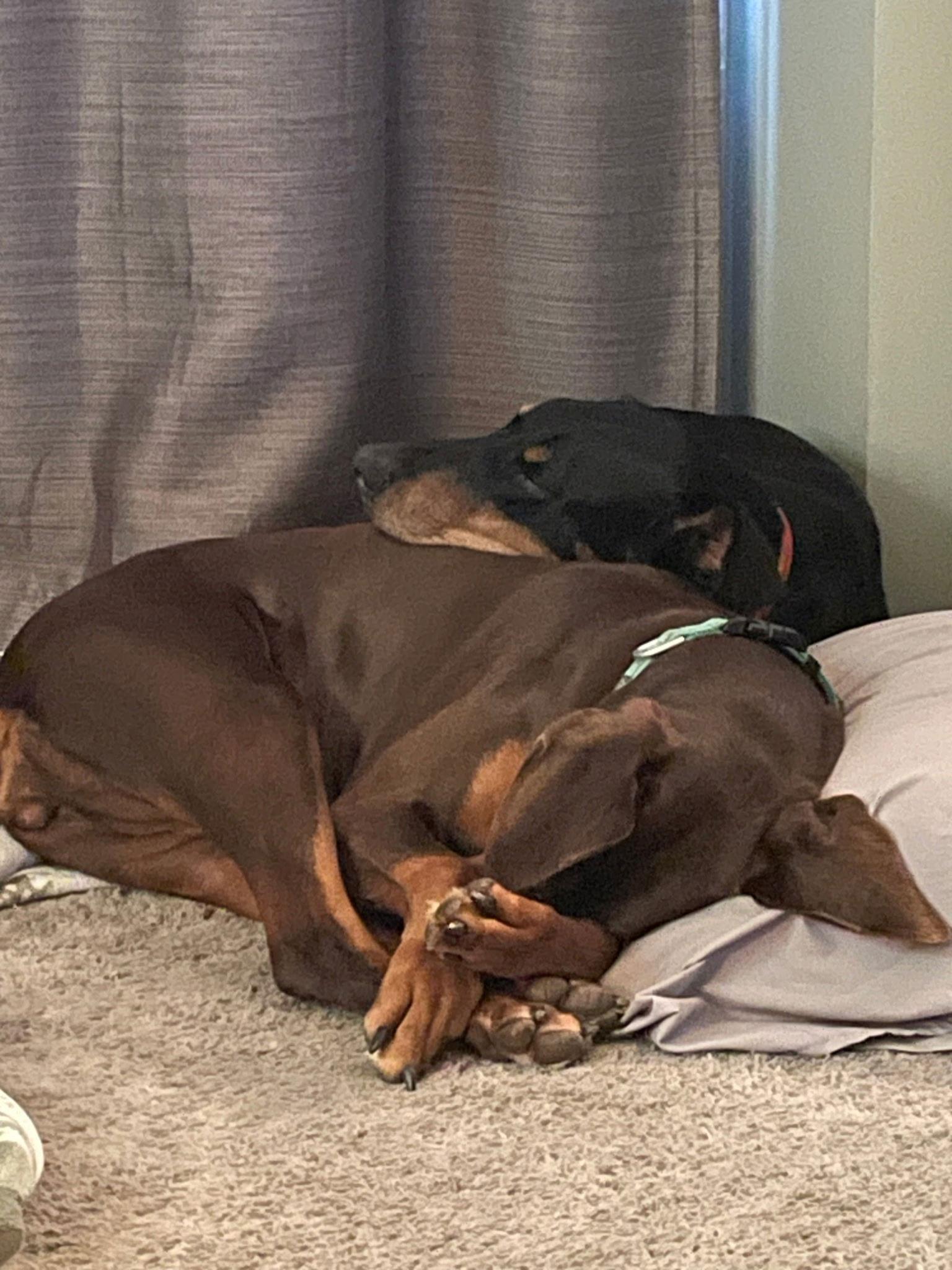 Enlarge Misty, a Adoptable Doberman Pinscher in Minneapolis, MN image 3/3