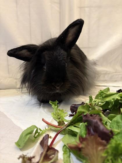 Joan, Adoptable, Adult Female Lionhead & Bunny Rabbit.
