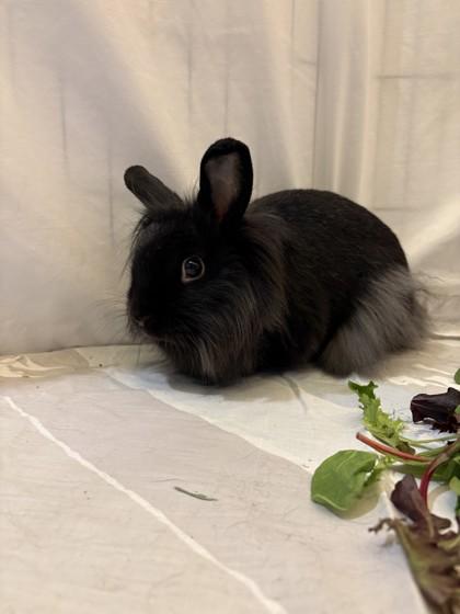 Joan, Adoptable, Adult Female Lionhead & Bunny Rabbit.
