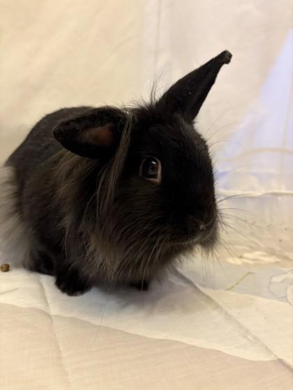 Joan, a Adoptable mixed breed in Quakertown, PA image 3/3