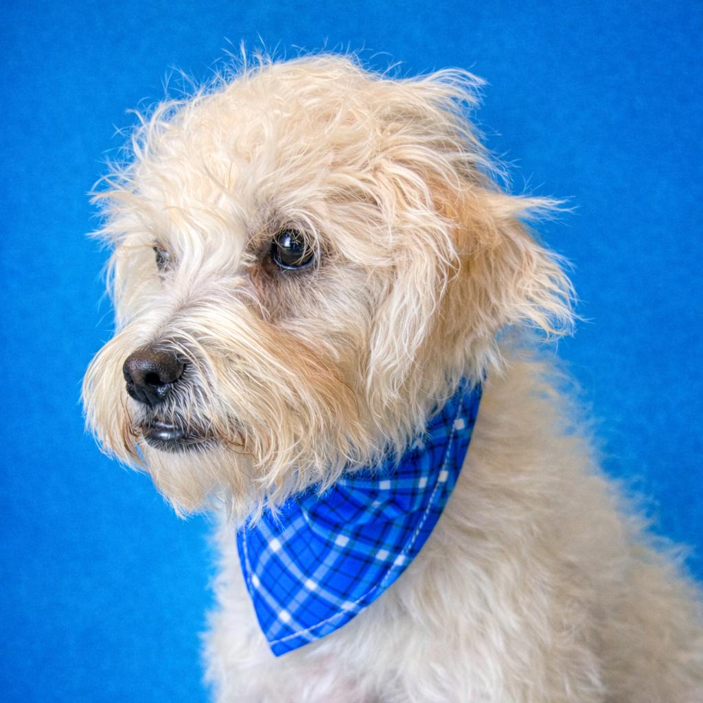 Fuzzy: The Wild‑Haired Wonder Boy, an adopted mixed breed in St. Petersburg, FL image 2/3