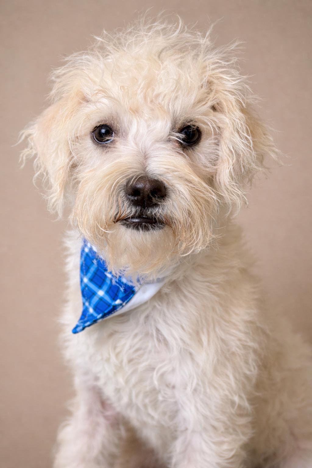 Fuzzy: The Wild‑Haired Wonder Boy, adopted, Young Male Poodle & Schnauzer.