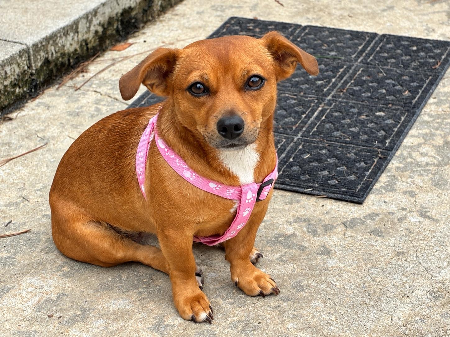 Sissy, Adoptable, Adult Female Chihuahua.