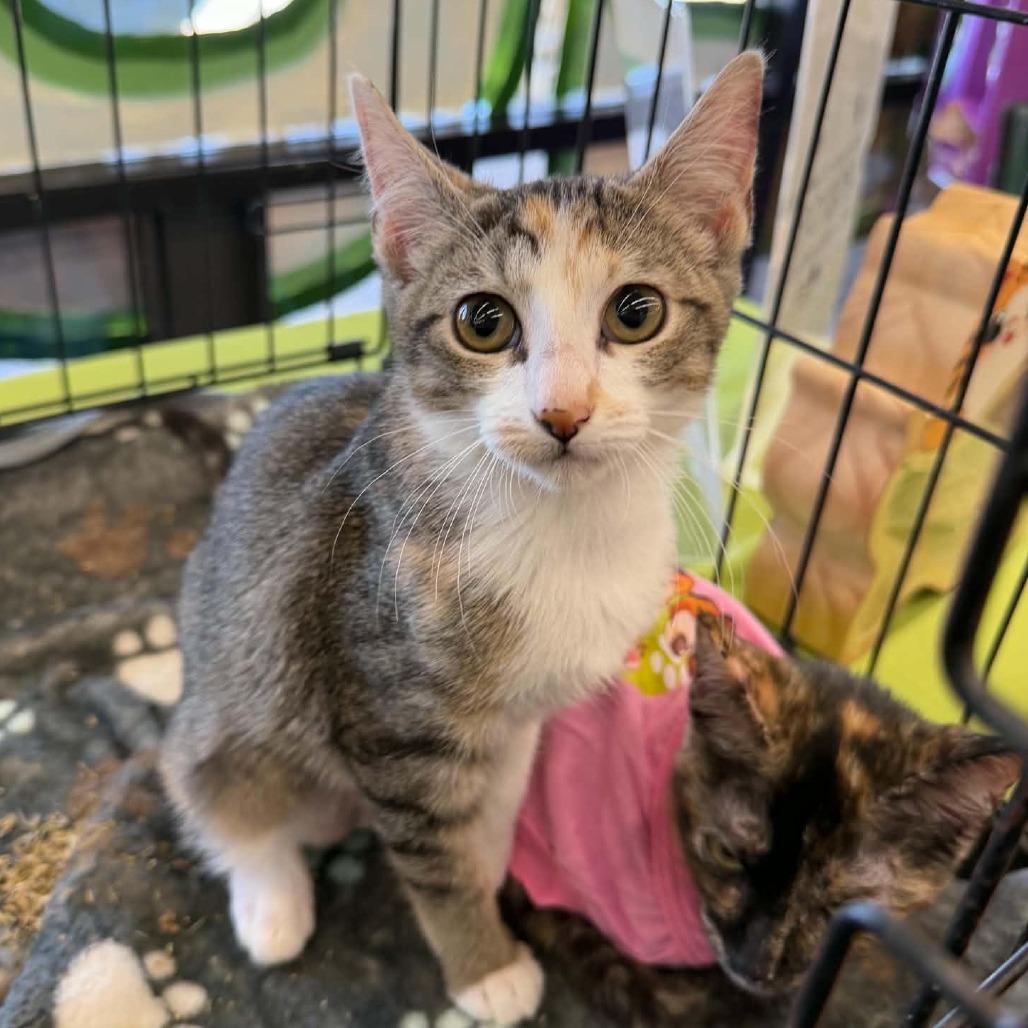 Enlarge Loco, a Adoptable Domestic Short Hair in SAN ANTONIO, TX image 1/1