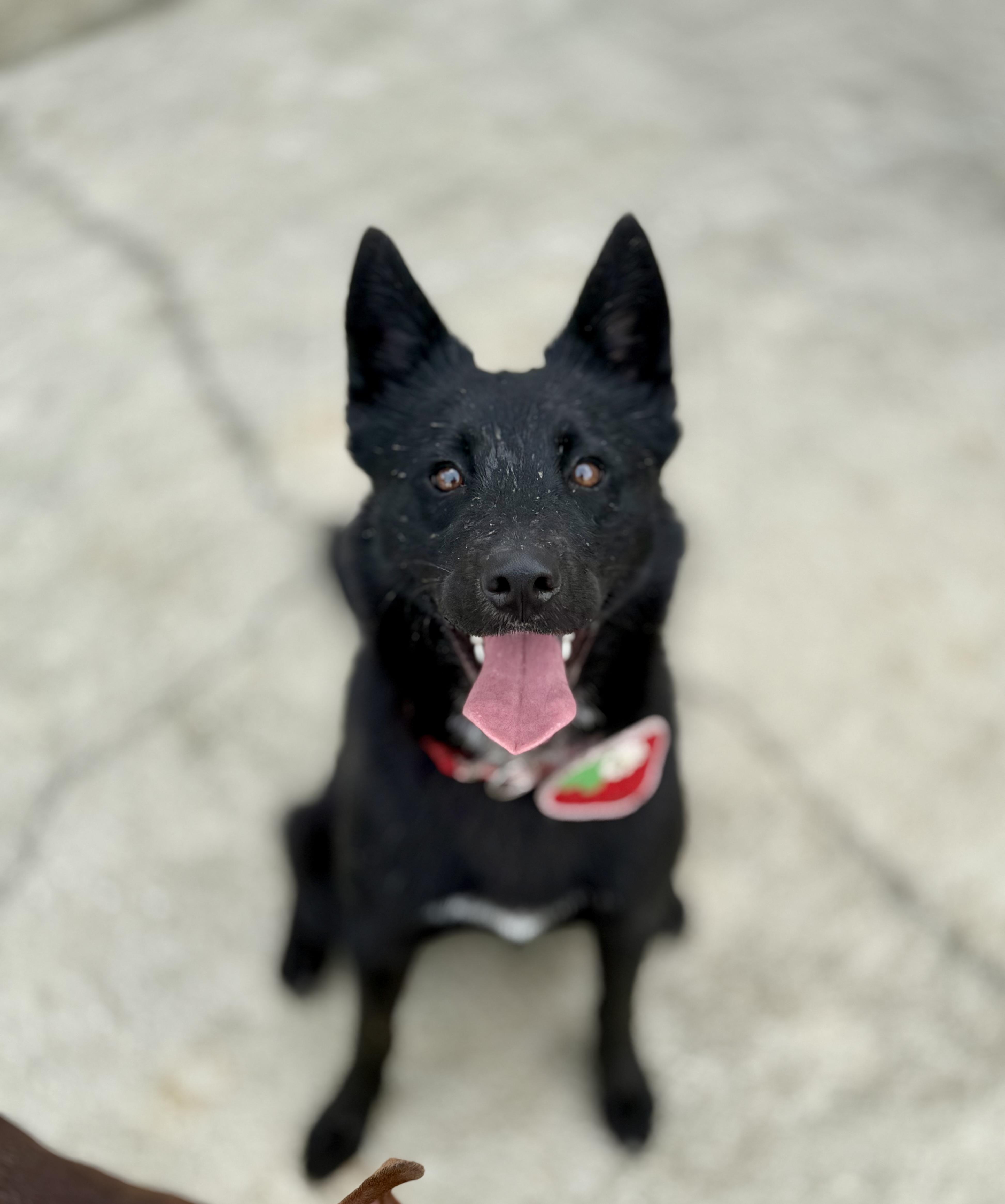 Patty, ADOPTABLE, Young Female German Shepherd Dog.