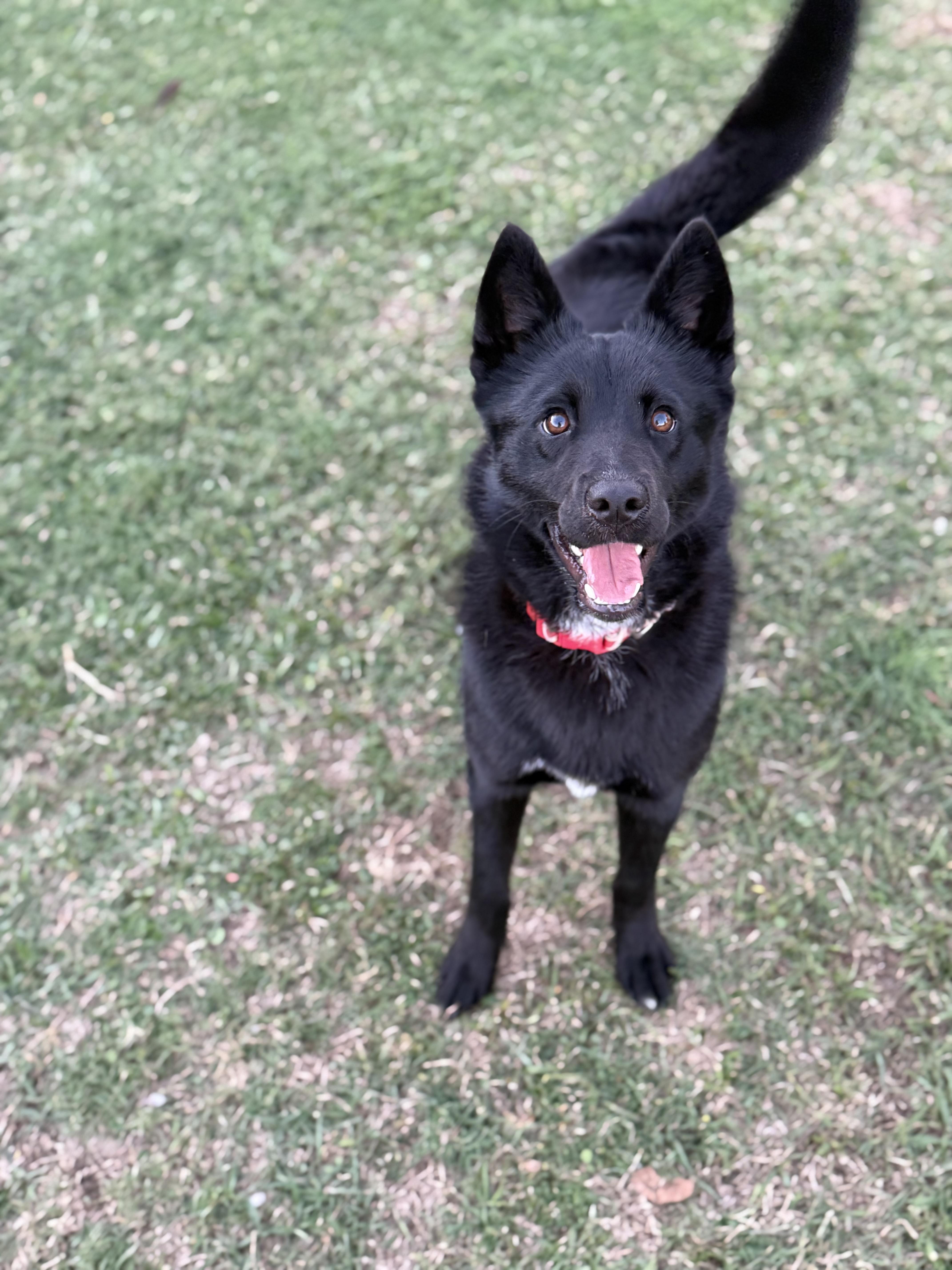 Enlarge Patty, a ADOPTABLE mixed breed in Hartsville, SC image 2/5