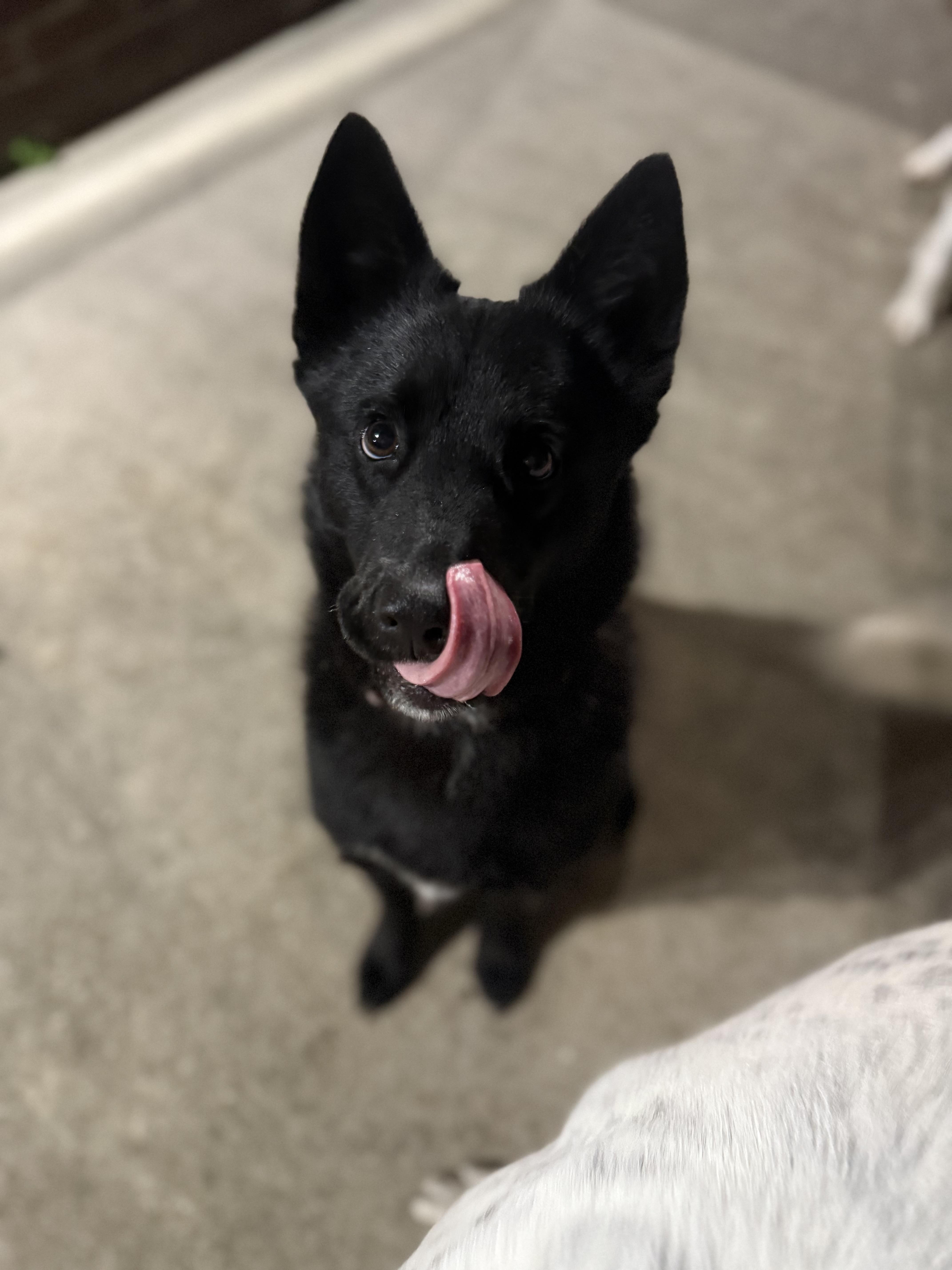 Enlarge Patty, a ADOPTABLE mixed breed in Hartsville, SC image 5/5