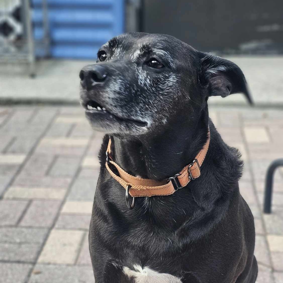 ELLIE - Foster/Fospice or adopter needed, Adoptable, Adult Female Labrador Retriever.