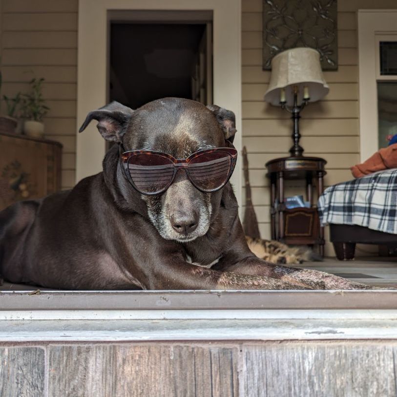 Enlarge ELLIE - Foster/Fospice or adopter needed, a Adoptable mixed breed in Largo, FL image 6/6