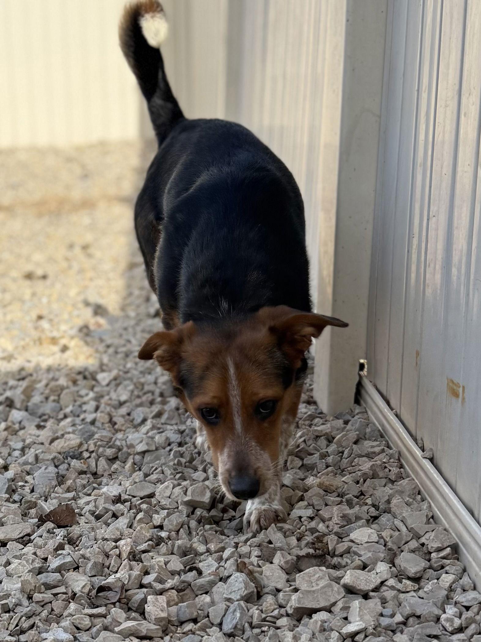 Enlarge Kirby, a Adoptable Beagle in Corning, AR image 1/3