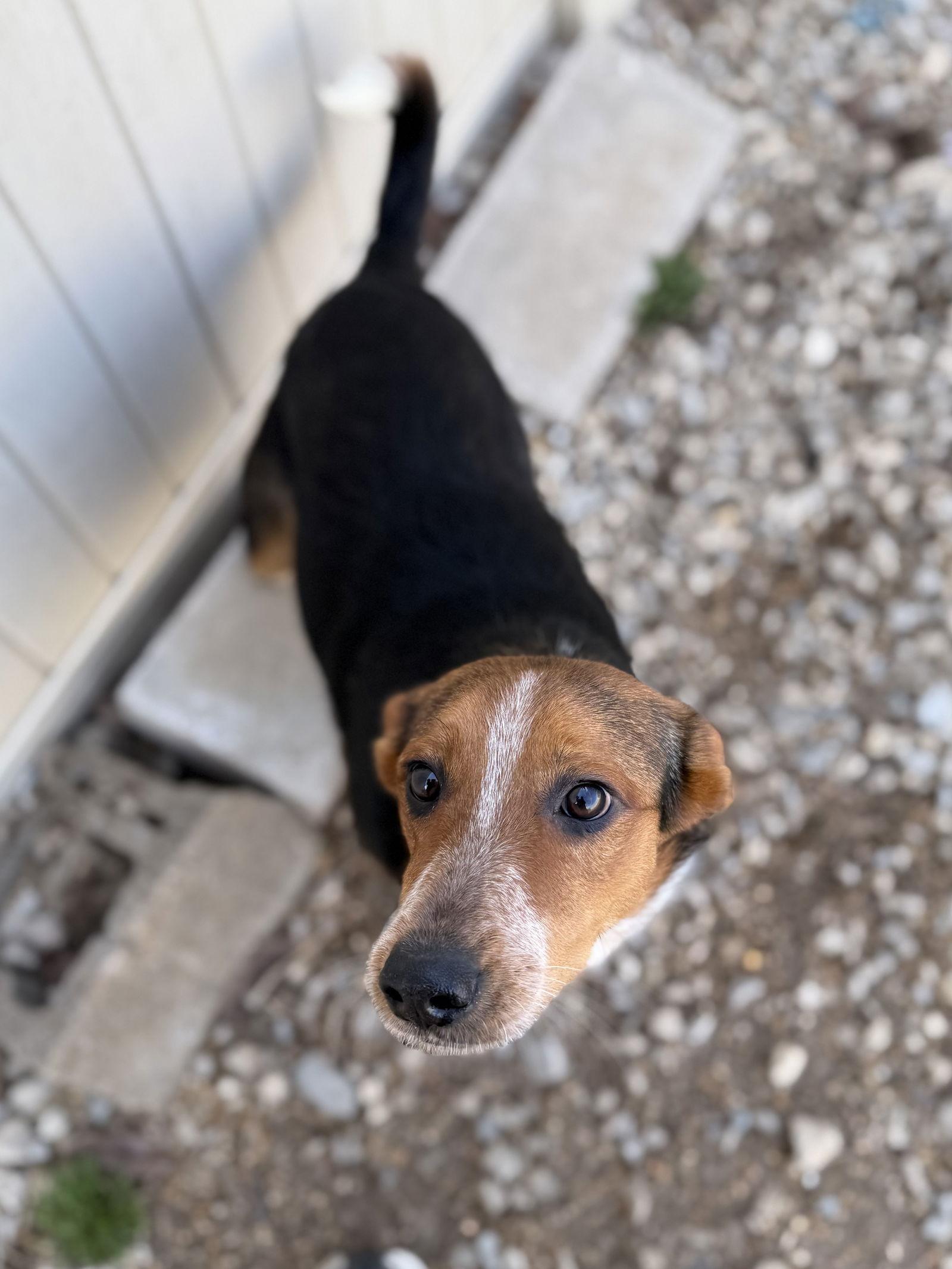 Enlarge Kirby, a Adoptable Beagle in Corning, AR image 2/3