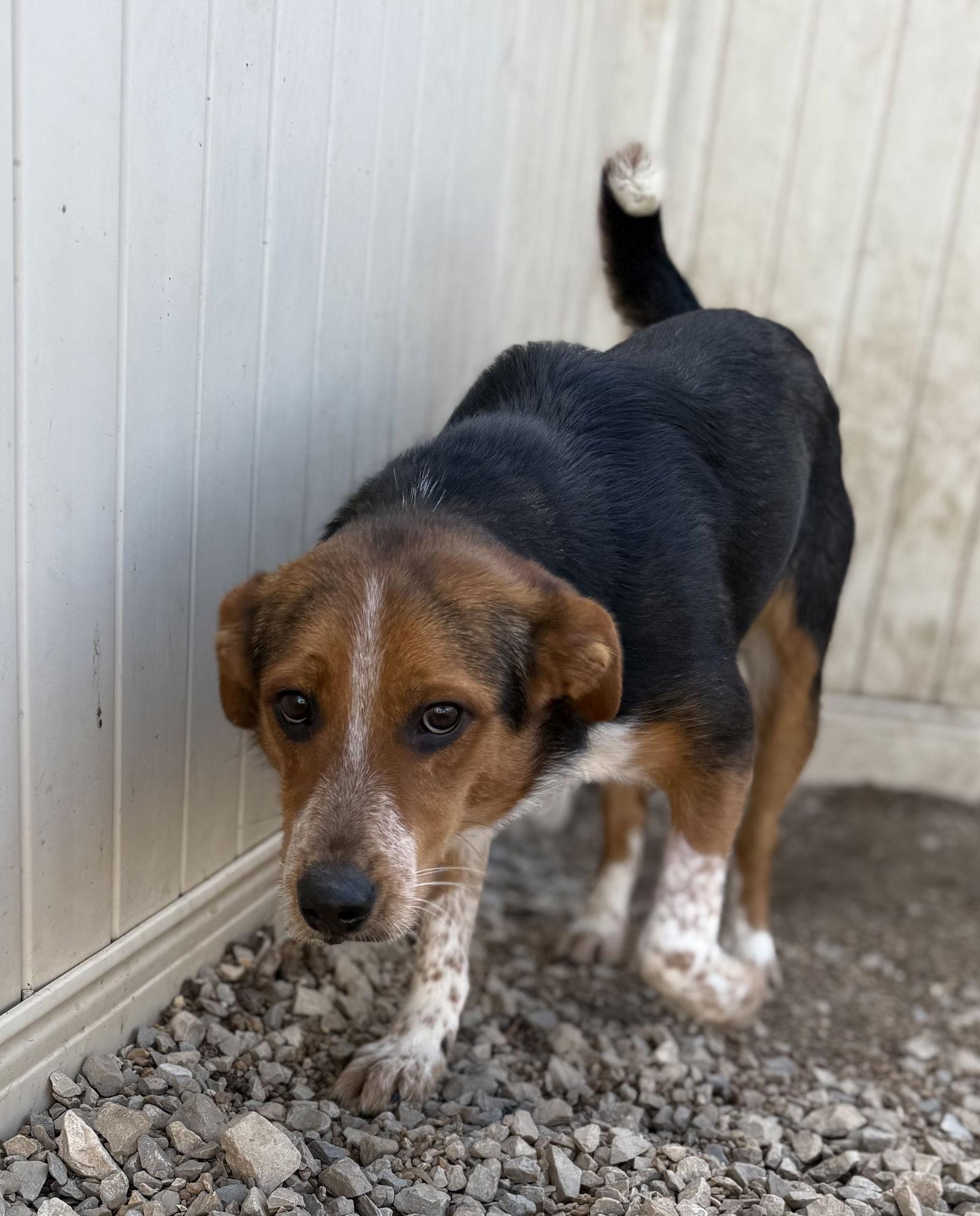 Enlarge Kirby, a Adoptable Beagle in Corning, AR image 3/3