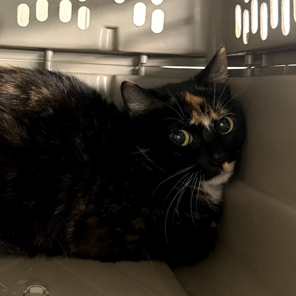 Flora, Adoptable, Adult Female Domestic Short Hair.