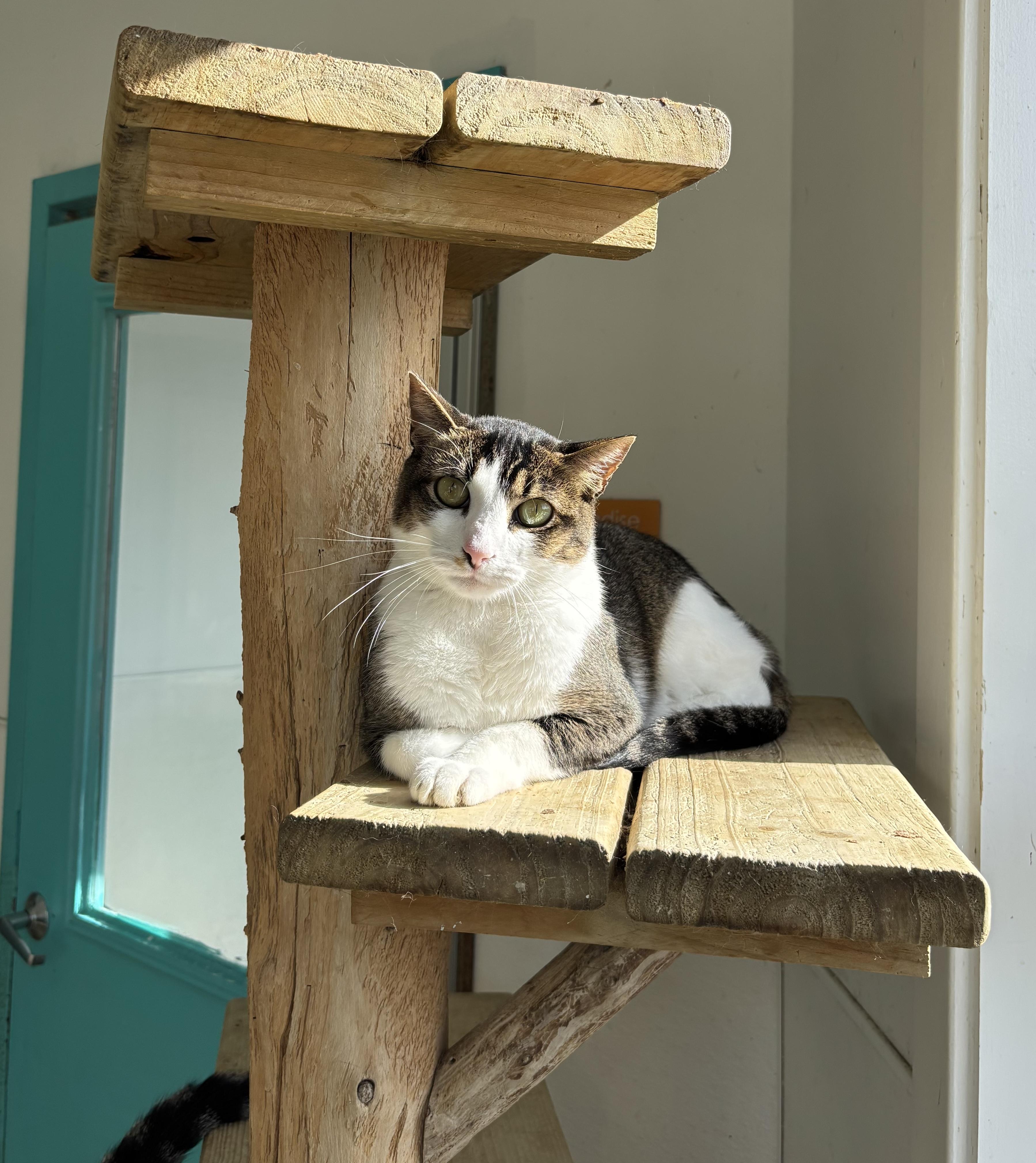 Bay, Adoptable, Adult Male Domestic Short Hair.