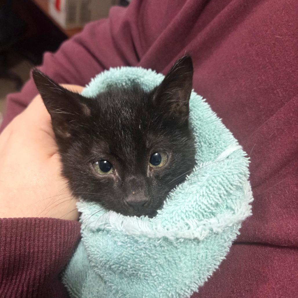 Enlarge Big Mac, a Adoptable Domestic Short Hair in Starkville, MS image 1/1