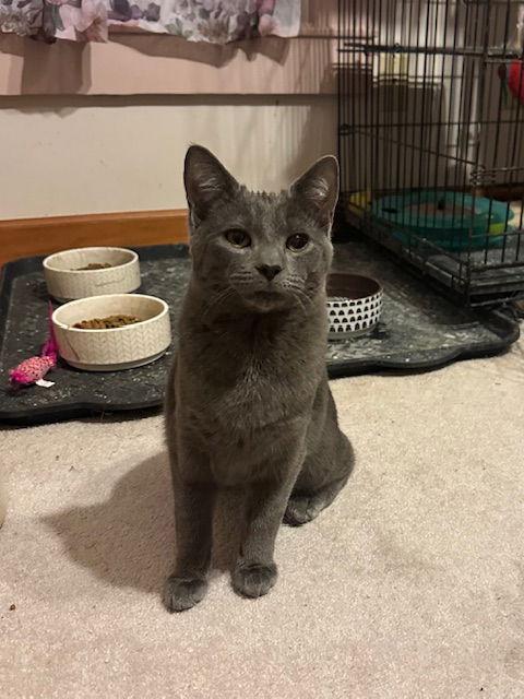 Enlarge Grayson, a Adopted Domestic Short Hair in Ocean Pines, MD image 1/3