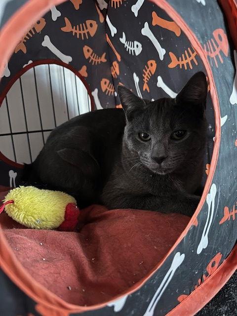 Enlarge Grayson, a Adopted Domestic Short Hair in Ocean Pines, MD image 2/3