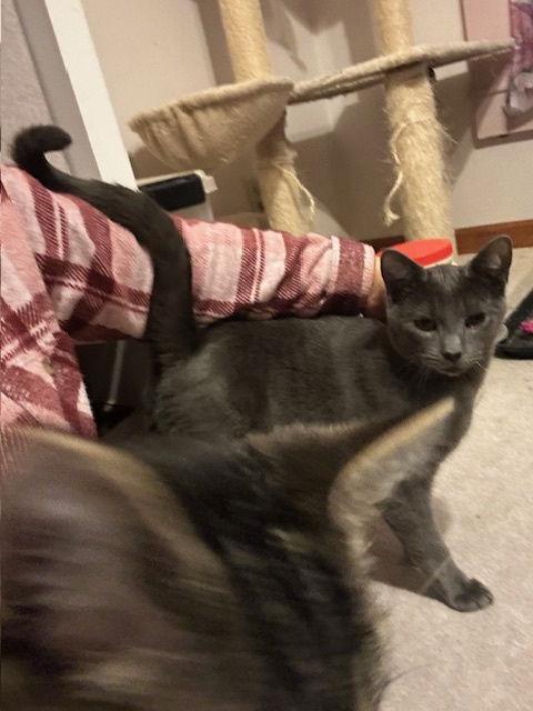 Enlarge Grayson, a Adopted Domestic Short Hair in Ocean Pines, MD image 3/3