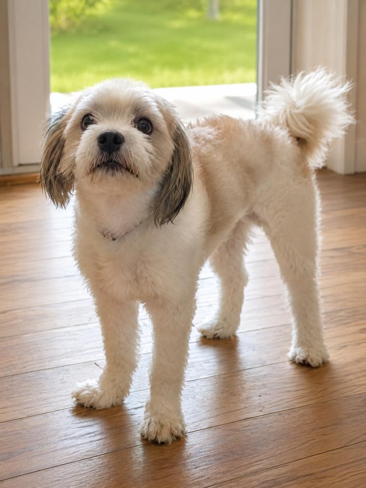 Enlarge Westley, a Adoptable mixed breed in Oakland, MI image 2/6