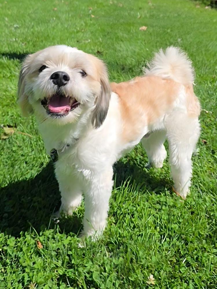 Enlarge Westley, a Adoptable mixed breed in Oakland, MI image 3/6