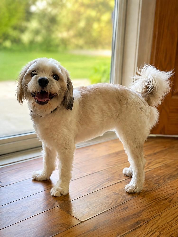 Enlarge Westley, a Adoptable mixed breed in Oakland, MI image 5/6