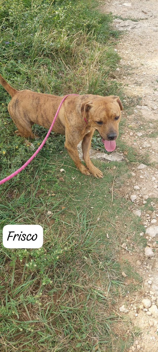 Frisco (20260104-01) — thumbnail 4