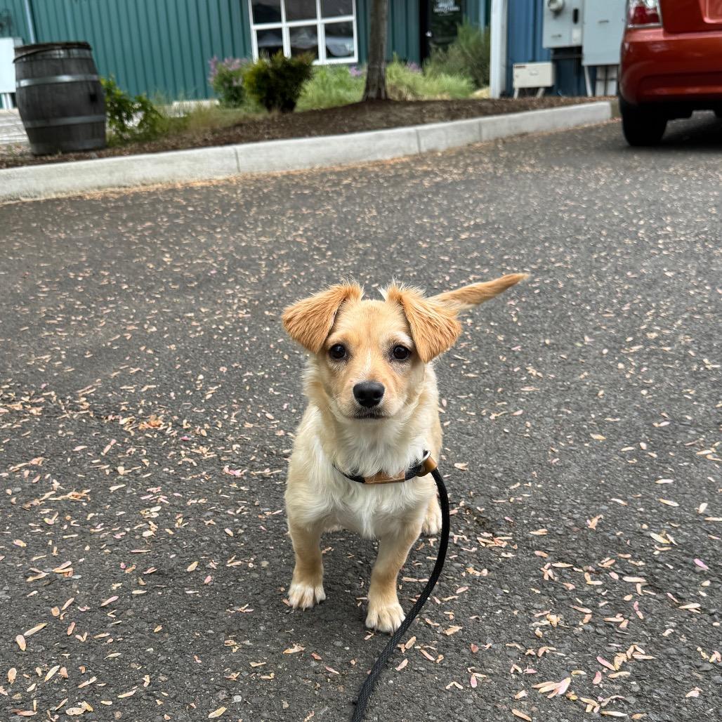 Enlarge Pumpkin, a Adoptable mixed breed in Newberg, OR image 1/6
