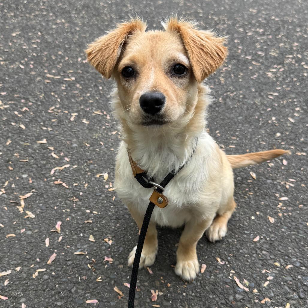 Enlarge Pumpkin, a Adoptable mixed breed in Newberg, OR image 2/6