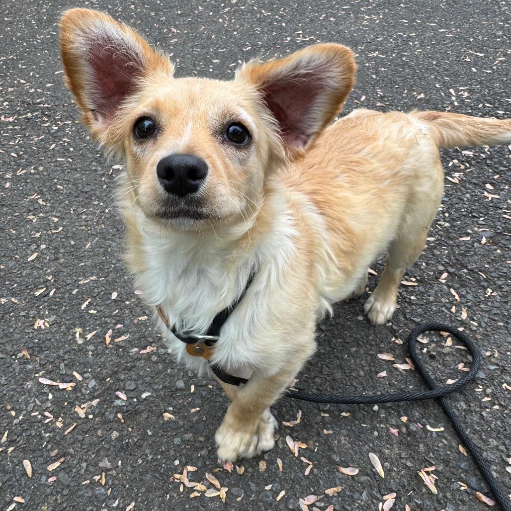 Enlarge Pumpkin, a Adoptable mixed breed in Newberg, OR image 3/6
