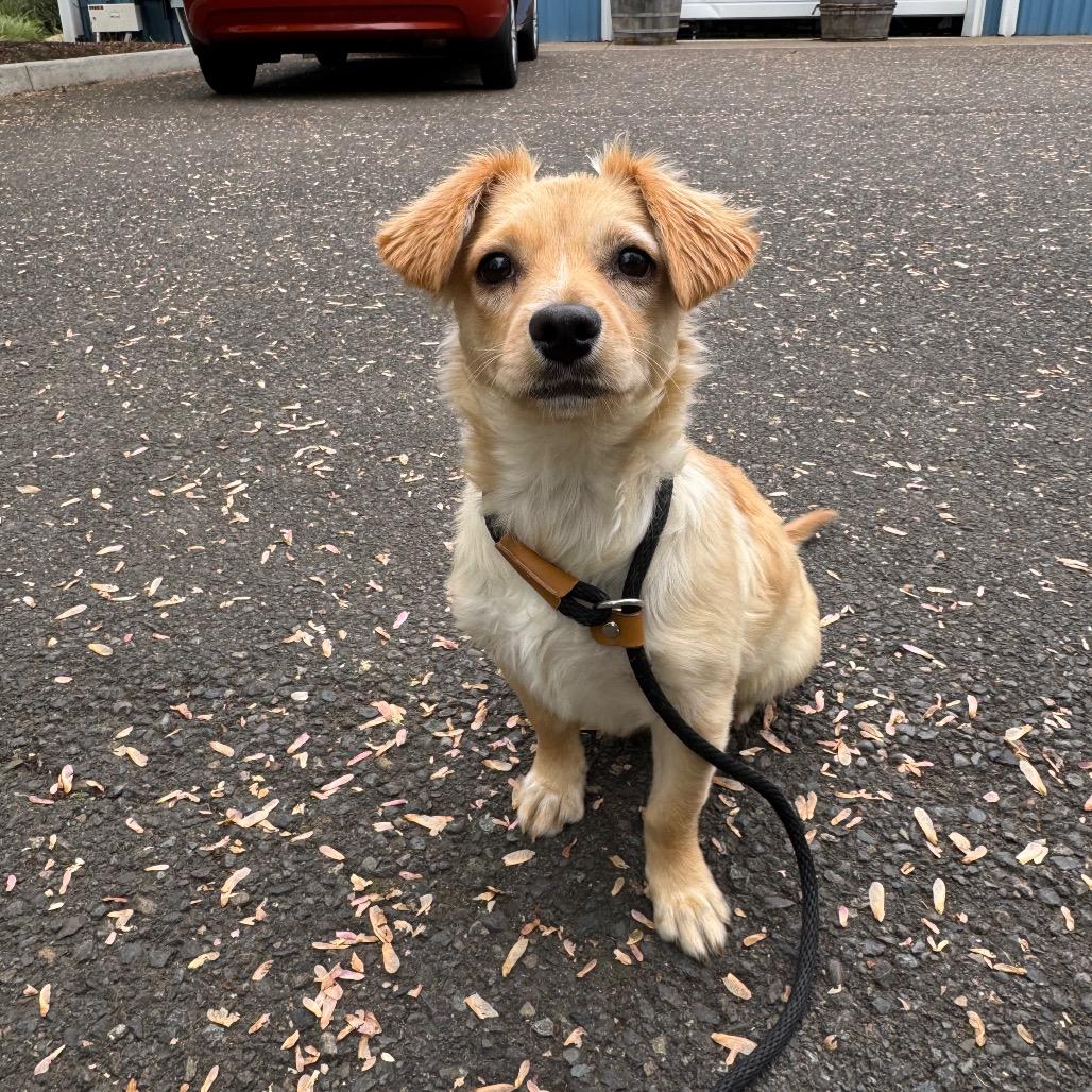 Enlarge Pumpkin, a Adoptable mixed breed in Newberg, OR image 4/6