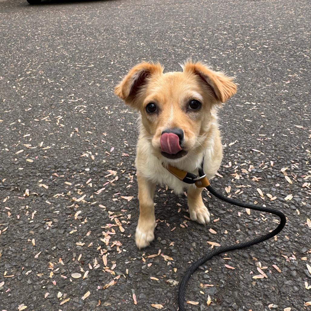Enlarge Pumpkin, a Adoptable mixed breed in Newberg, OR image 5/6