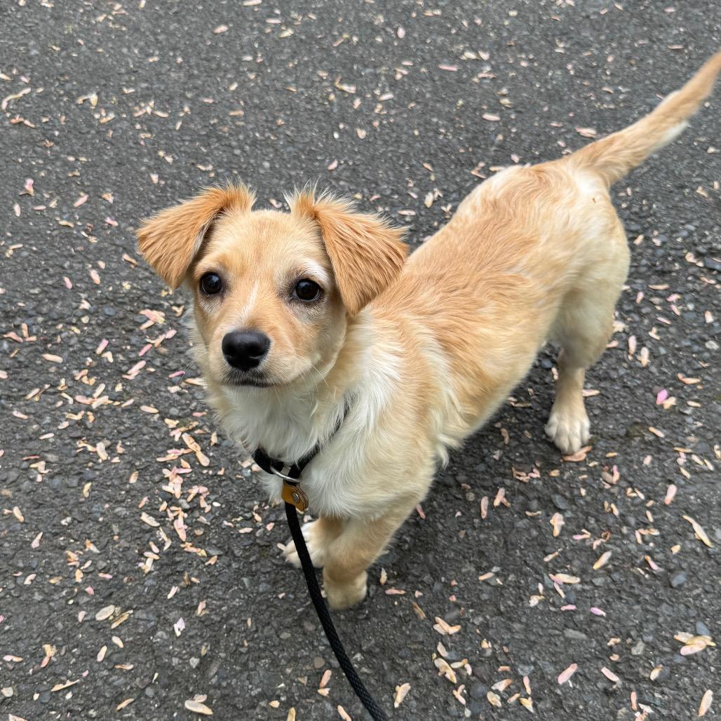 Enlarge Pumpkin, a Adoptable mixed breed in Newberg, OR image 6/6