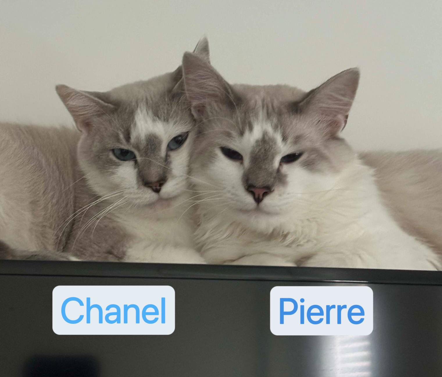 Pierre & Chanel 