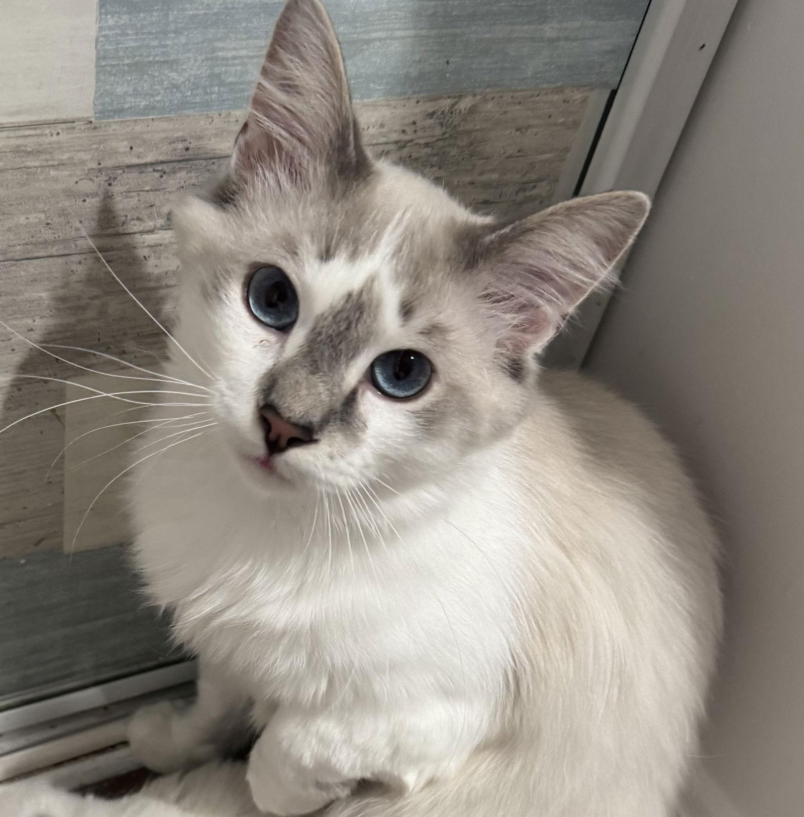 Pierre & Chanel  thumbnail 3