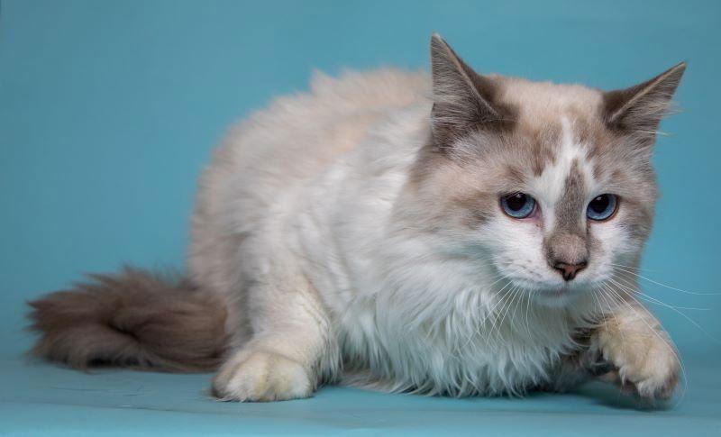 Pierre & Chanel  thumbnail 4