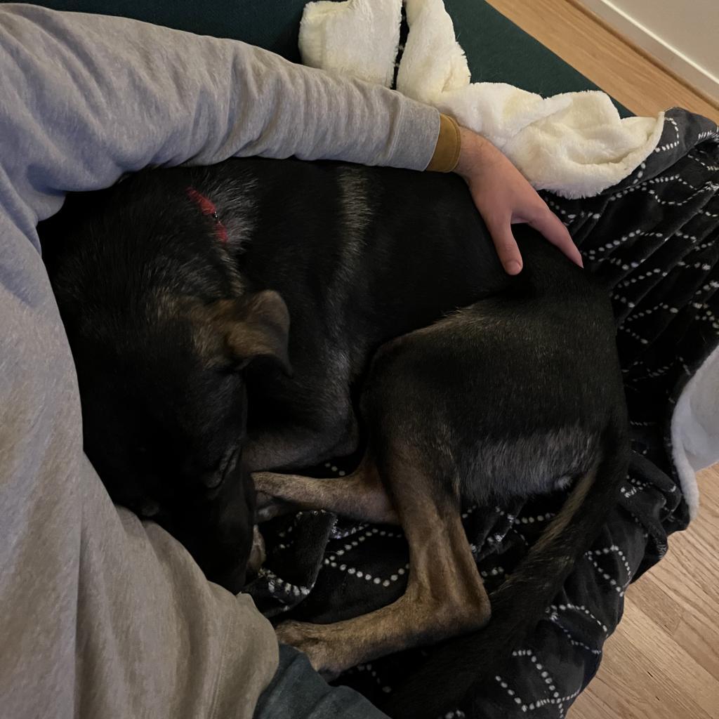 Goofy, a Adoptable mixed breed in Fredericksburg, VA image 1/6