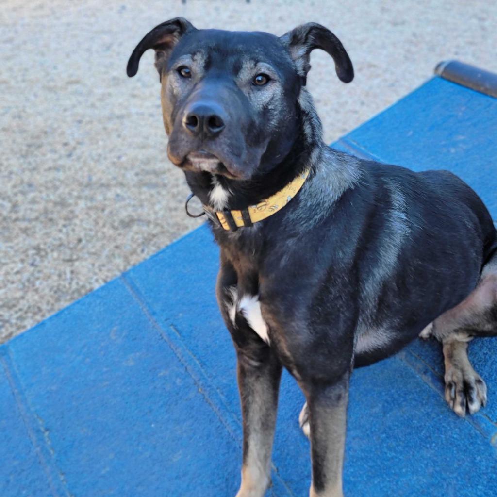 Goofy, a Adoptable mixed breed in Fredericksburg, VA image 3/6