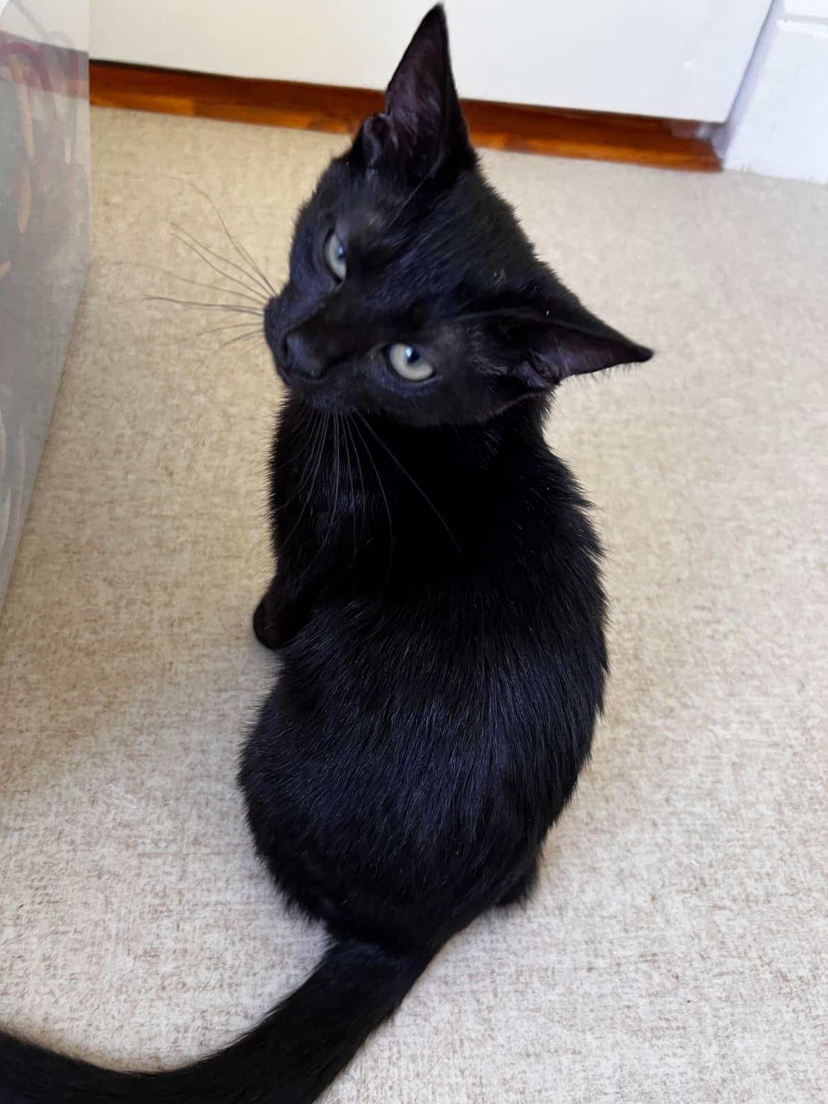 Enlarge Kawasaki, a Adoptable Domestic Short Hair in Beltsville, MD image 3/4