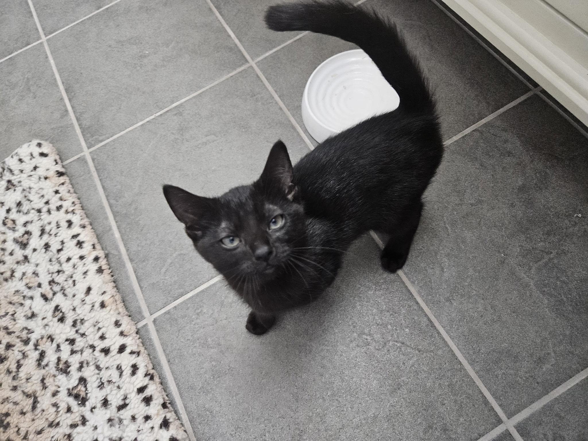 Enlarge Kawasaki, a Adoptable Domestic Short Hair in Beltsville, MD image 2/4