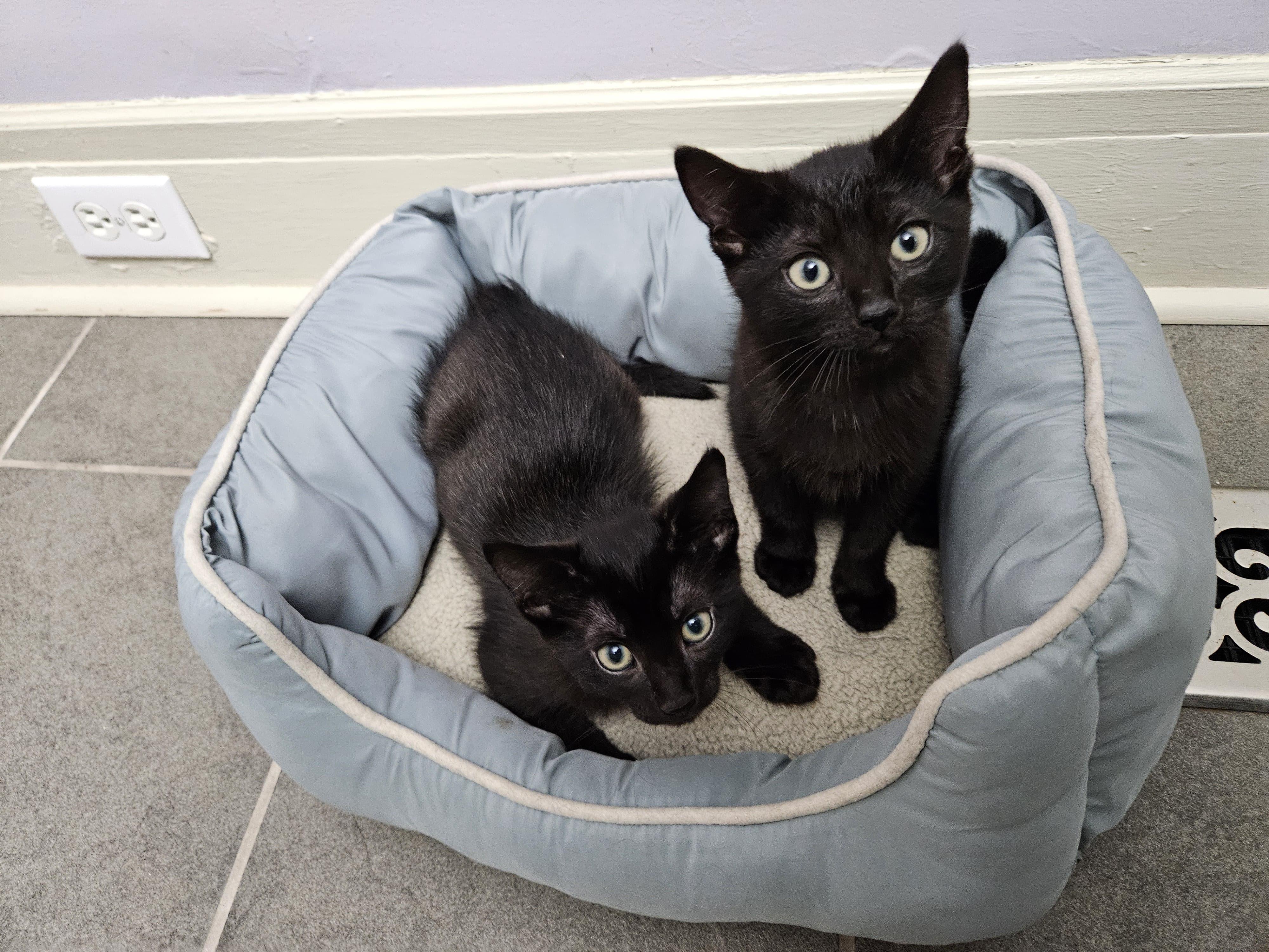 Kawasaki, Adoptable, Kitten Female Domestic Short Hair.