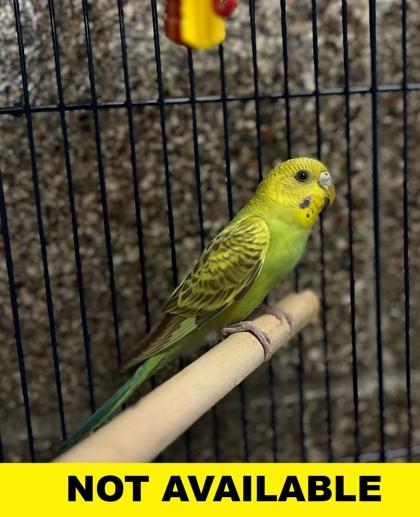 Enlarge Fish, a Adoptable Parakeet (Other) in Eugene, OR image 1/2